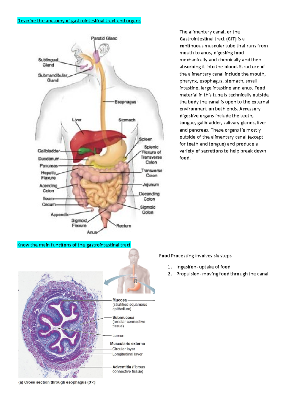Digestive system lecture objectives Describe the anatomy of gastrointestinal tract and