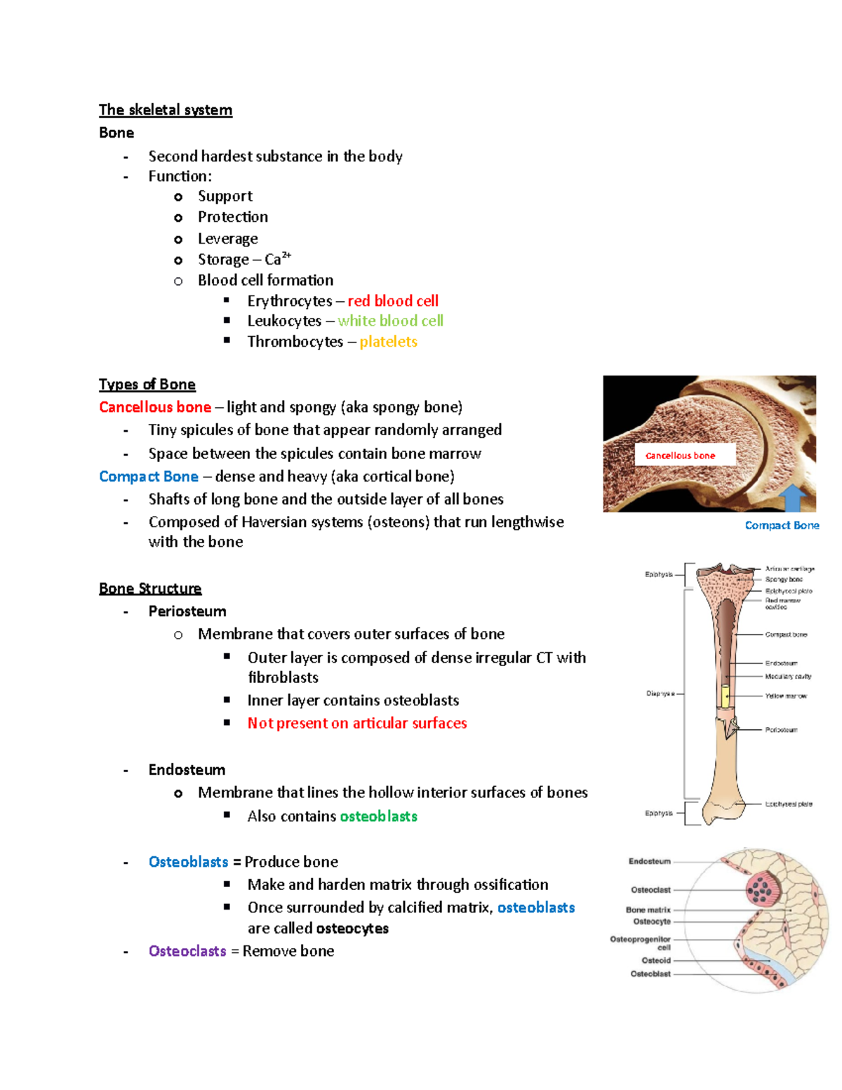 L5 Skeletons system - Cancellous bone Compact Bone The skeletal system ...