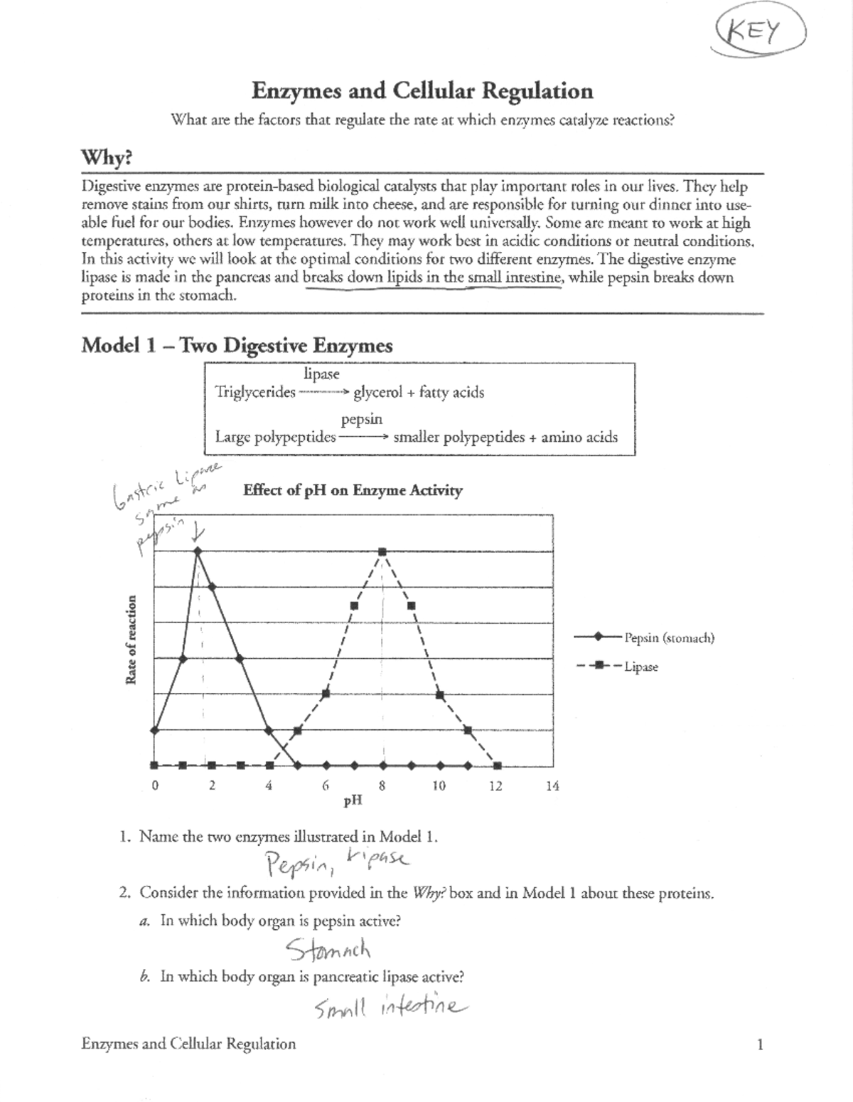 Answer-key - This is the answer key to the enzyme POGIL key - BSC 108 ...