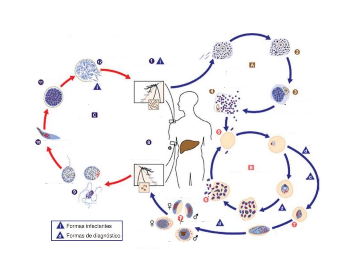 Ciclos biologicos en grande - Chemistry - S - Studocu