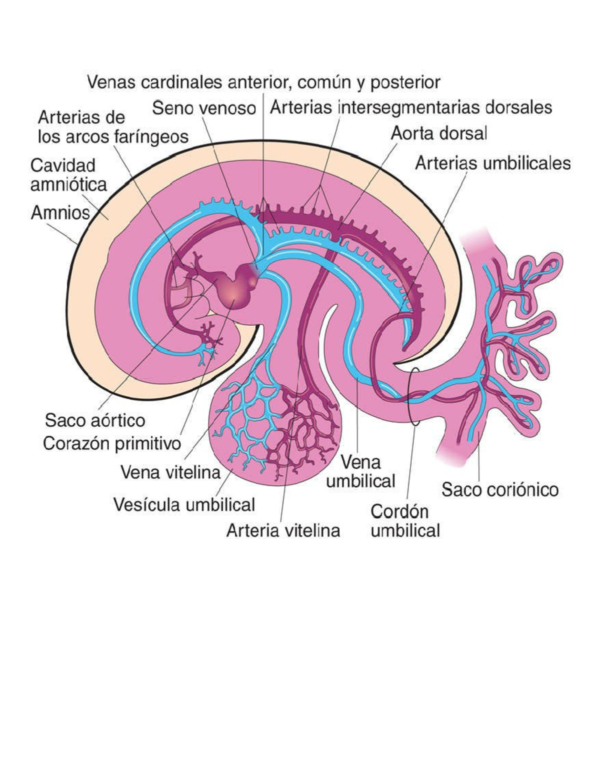 Dibujos - GUIA DE ESTUDIO - Venas cardinales anterior, común y ...