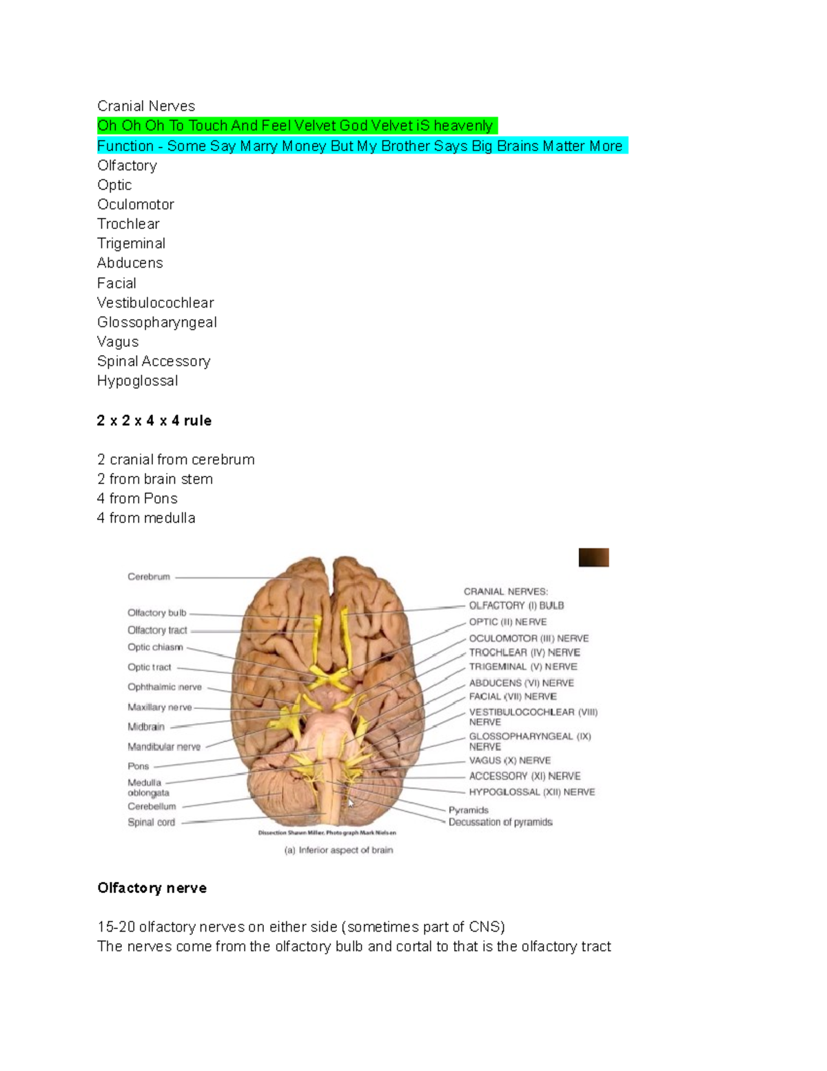 Nervous System and peripheral Cranial Nerves Oh Oh Oh To Touch And