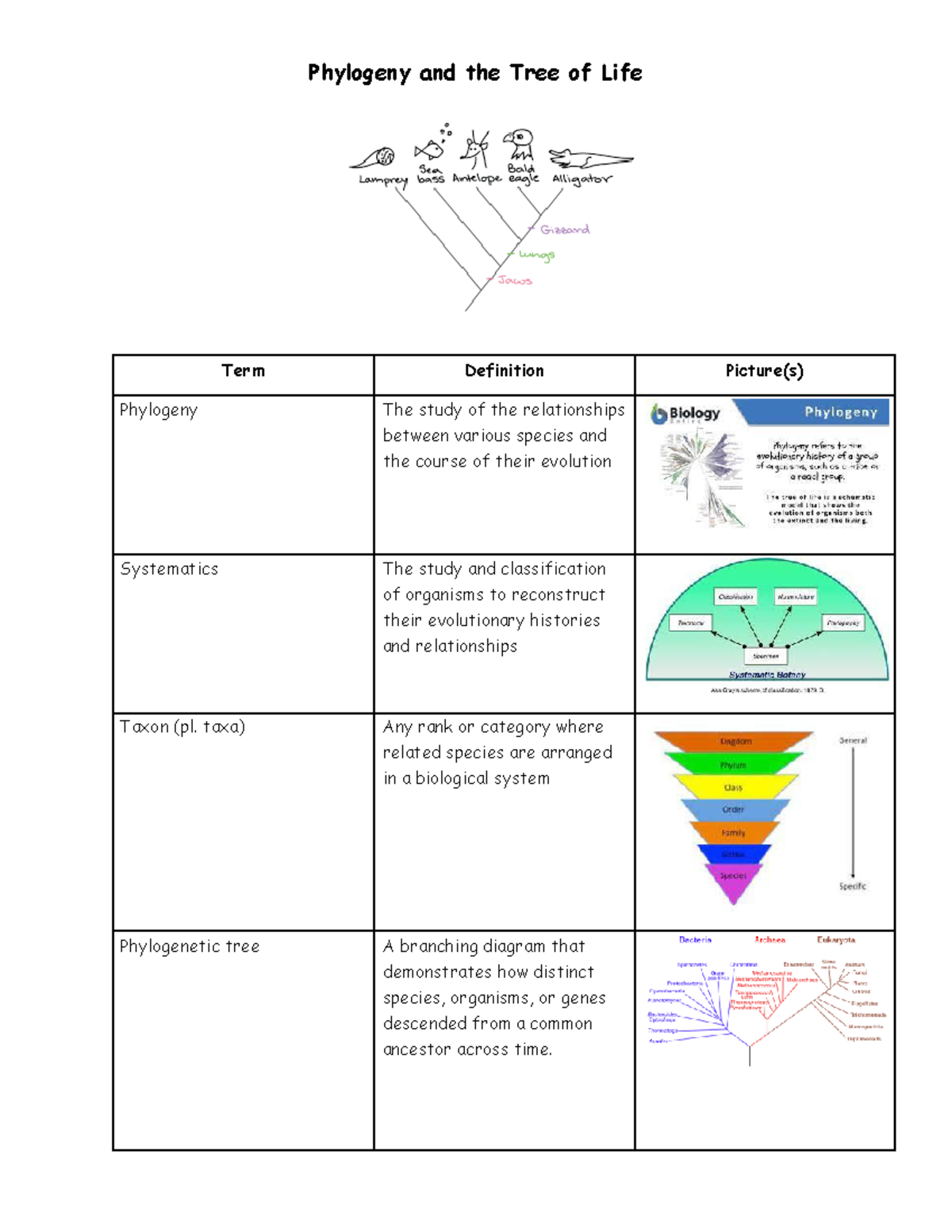 Phylogeny and the Tree of Life - taxa) Any rank or category where ...
