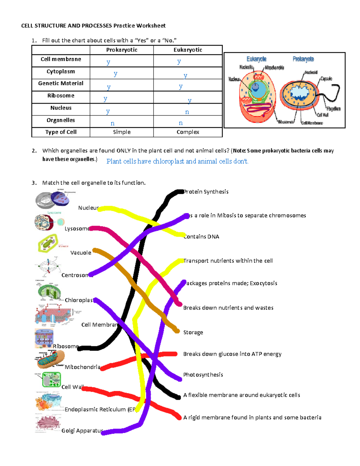 Cell Structure and Processes Practice page1 - CELL STRUCTURE AND PROCESSES  Practice Worksheet 1. - Studocu