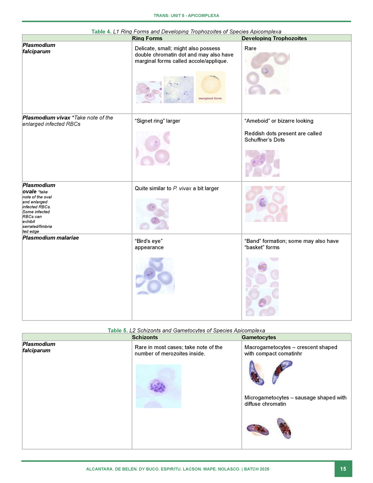 malaria summary - TRANS: UNIT 5 - APICOMPLEXA Table 4. L1 Ring Forms ...