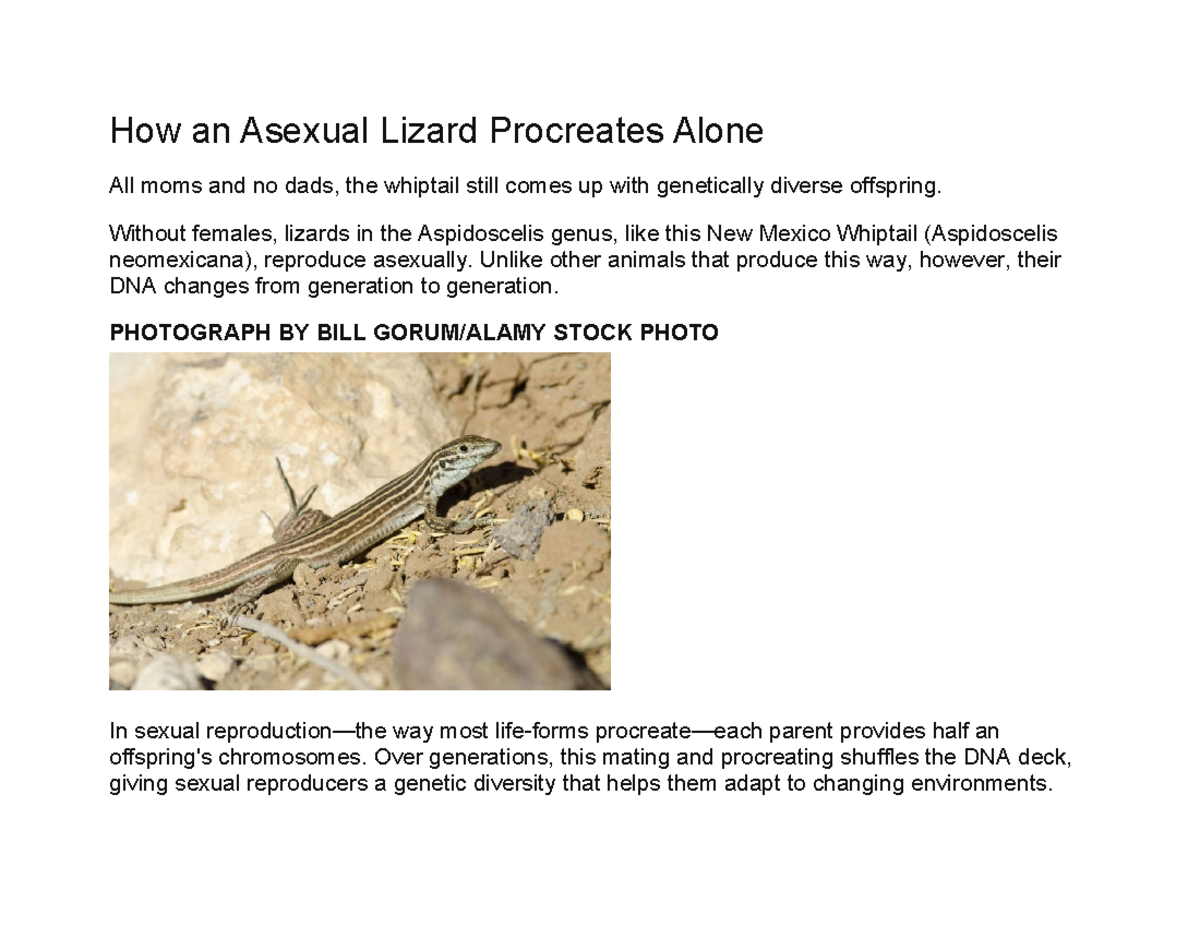 How an Asexual Lizard Procreates Alone - Without females, lizards in ...