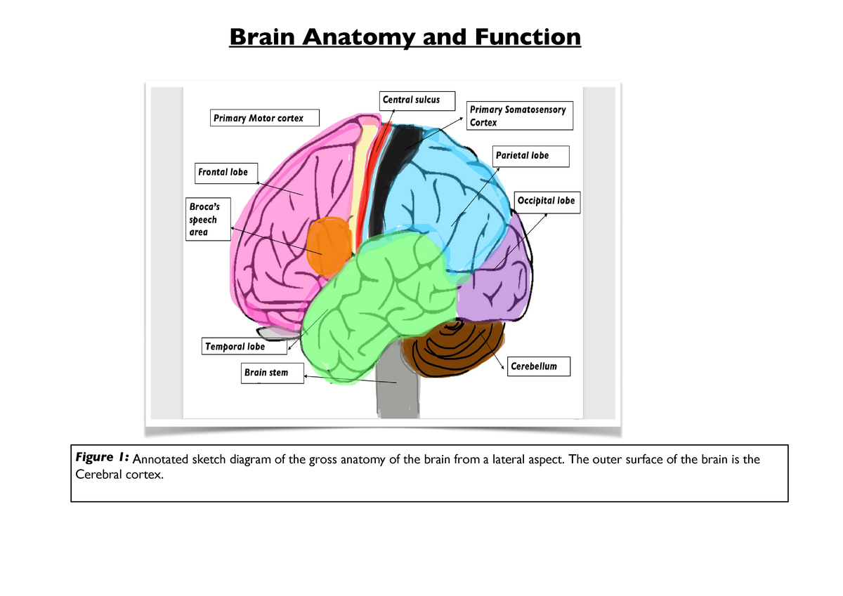 Brain Anatomy And Function - Anatomy Drawing Diagram