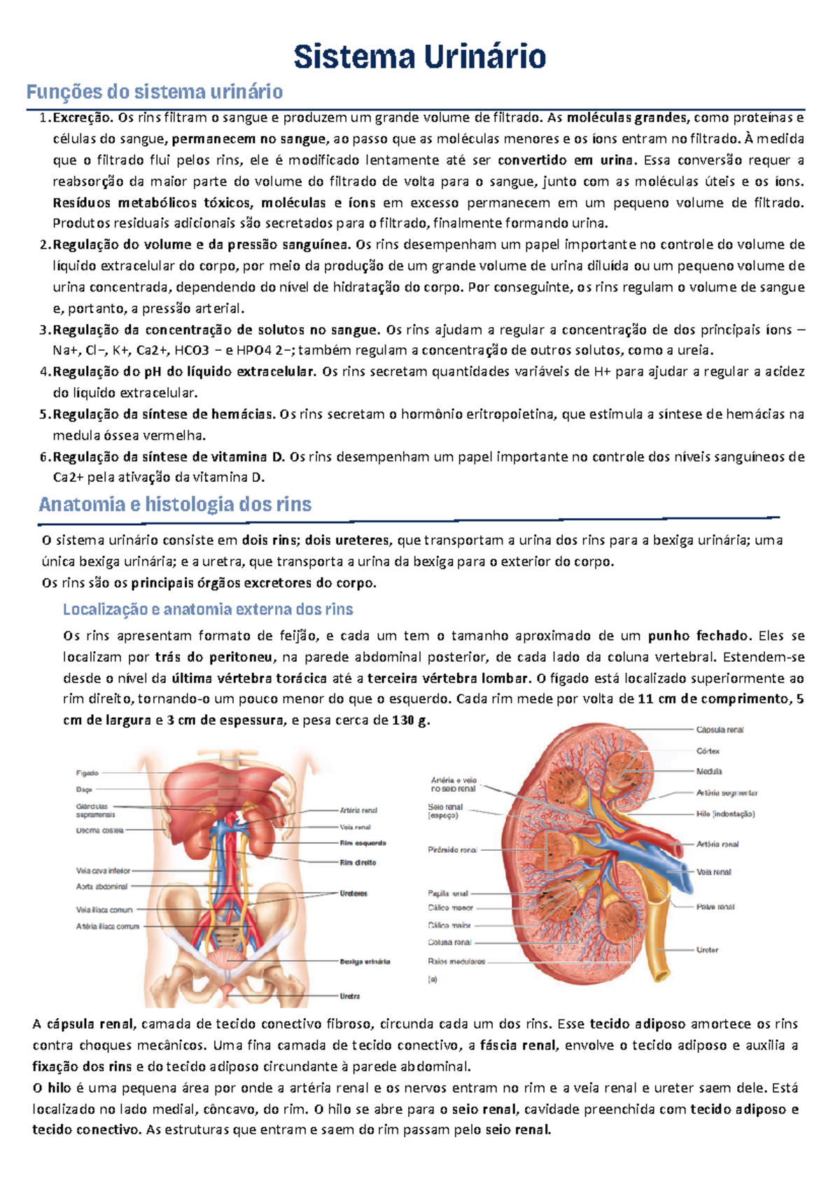 Sistema Urin rio Resumo Anatomia - Thumb 1200 1698 