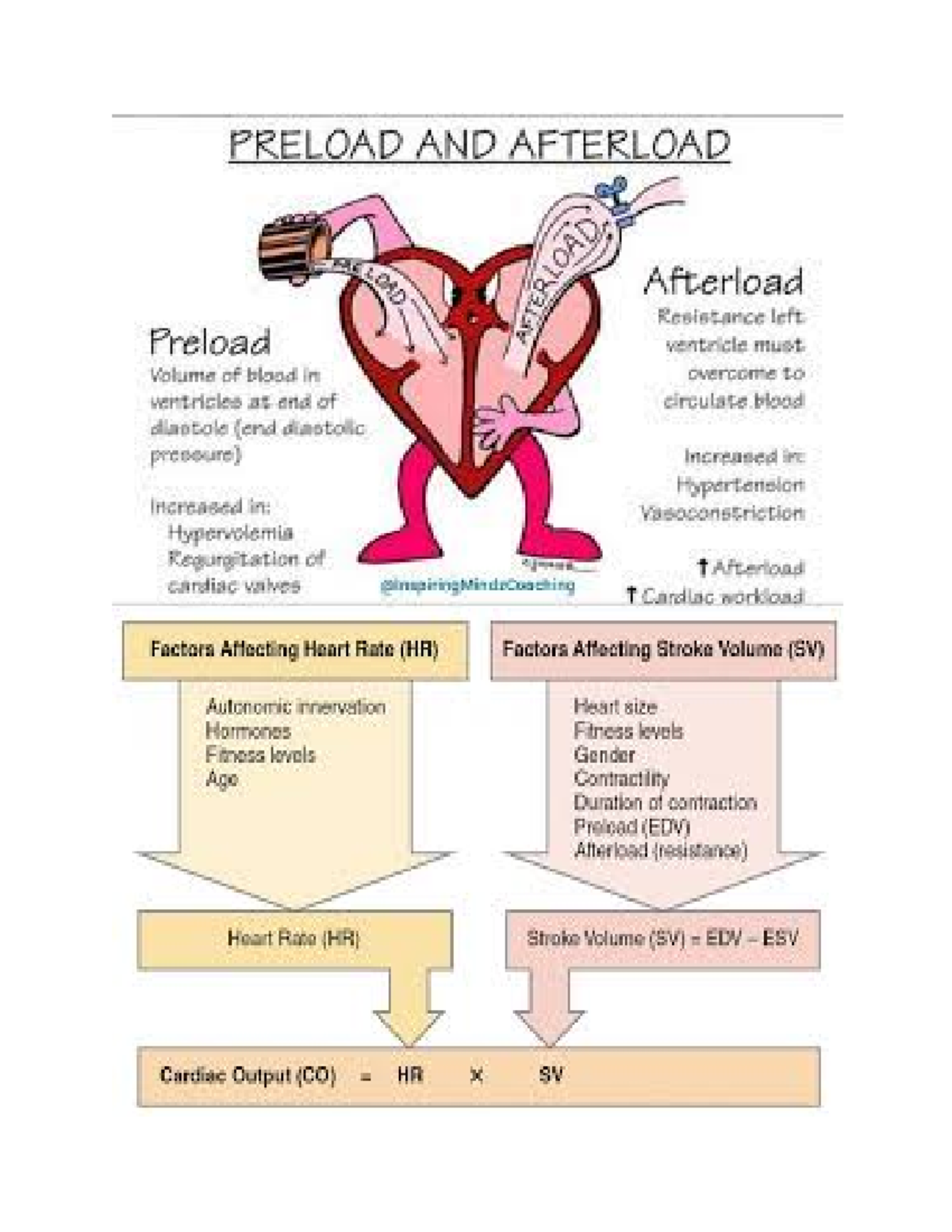 Cardiac pictures - CRN1210 - Studocu