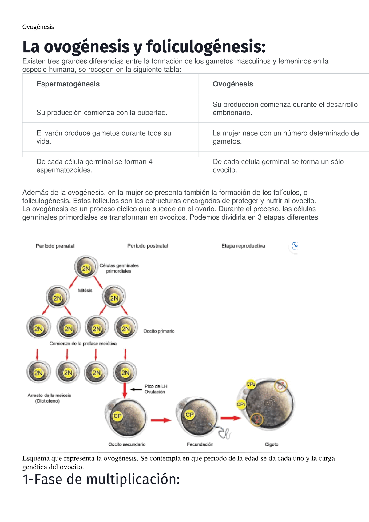 Ovogénesis Espermatogénesis Ovogénesis La Ovogénesis Y Foliculogénesis Existen Tres Grandes 2077