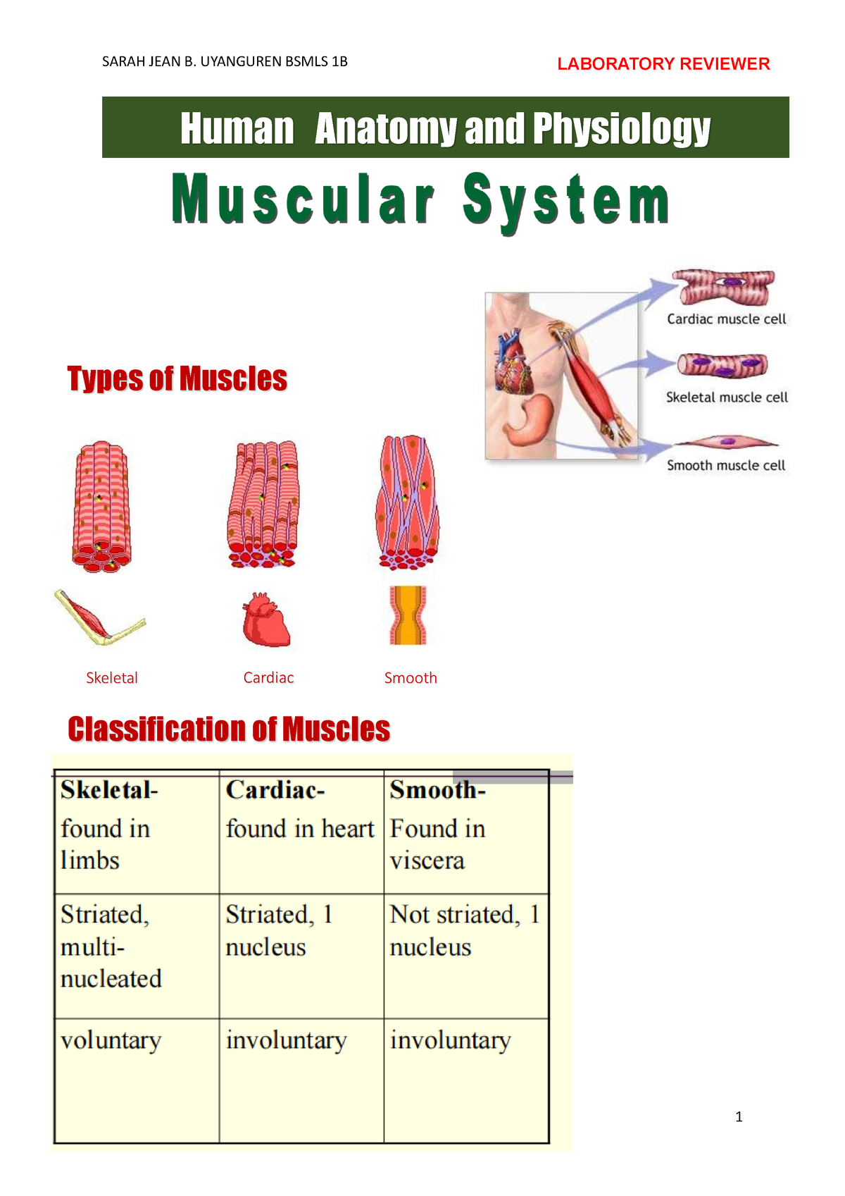 Muscular System LAB - LABORATORY REVIEWER Human Anatomy and Physiology ...