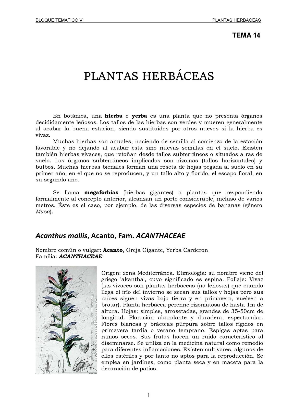 Tema 14 Plantas Herbaceas Jardineria Y Paisajismo Ual Studocu