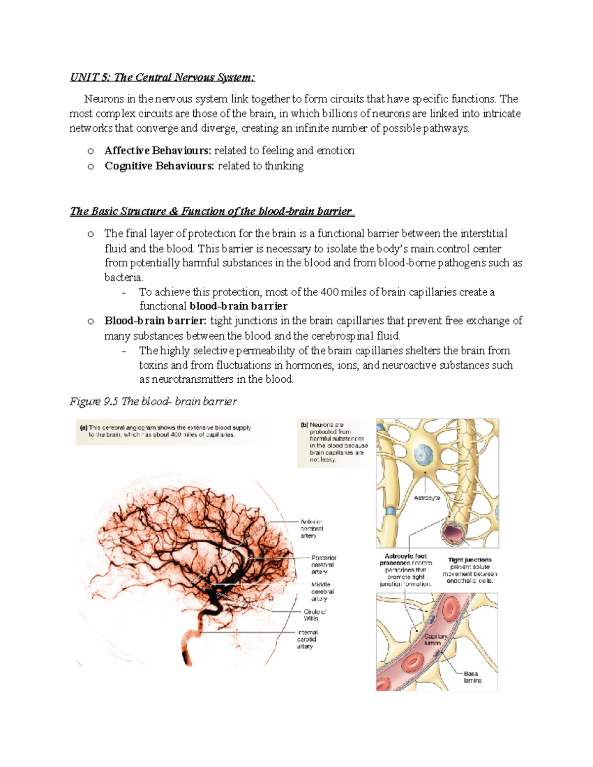 UNIT 5 BIOL2410 - UNIT 5: The Central Nervous System: Neurons in the ...