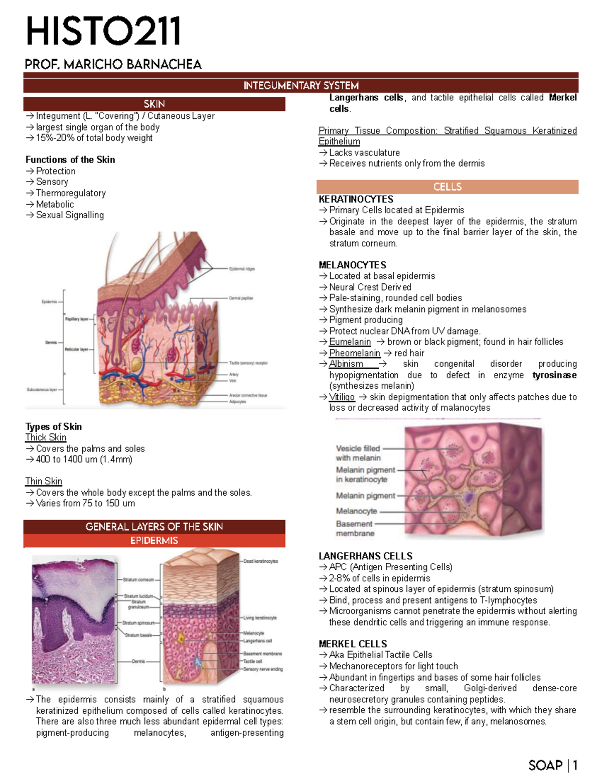 Histo SKIN - → Integument (L. “Covering”) / Cutaneous Layer → largest ...