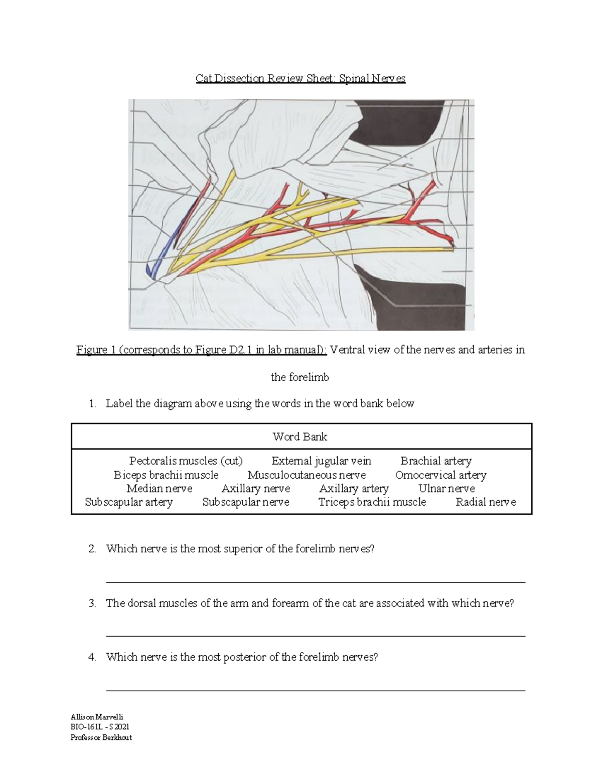 2- Cat Nerves Review Sheet - Cat Dissection Review Sheet: Spinal Nerves ...