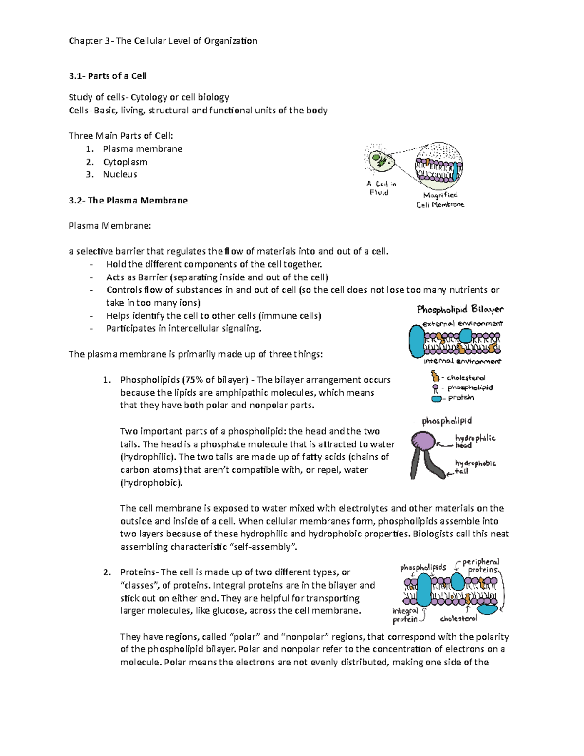 Chapter 3 Notes 3 Parts of a Cell Study of cells Cytology or cell