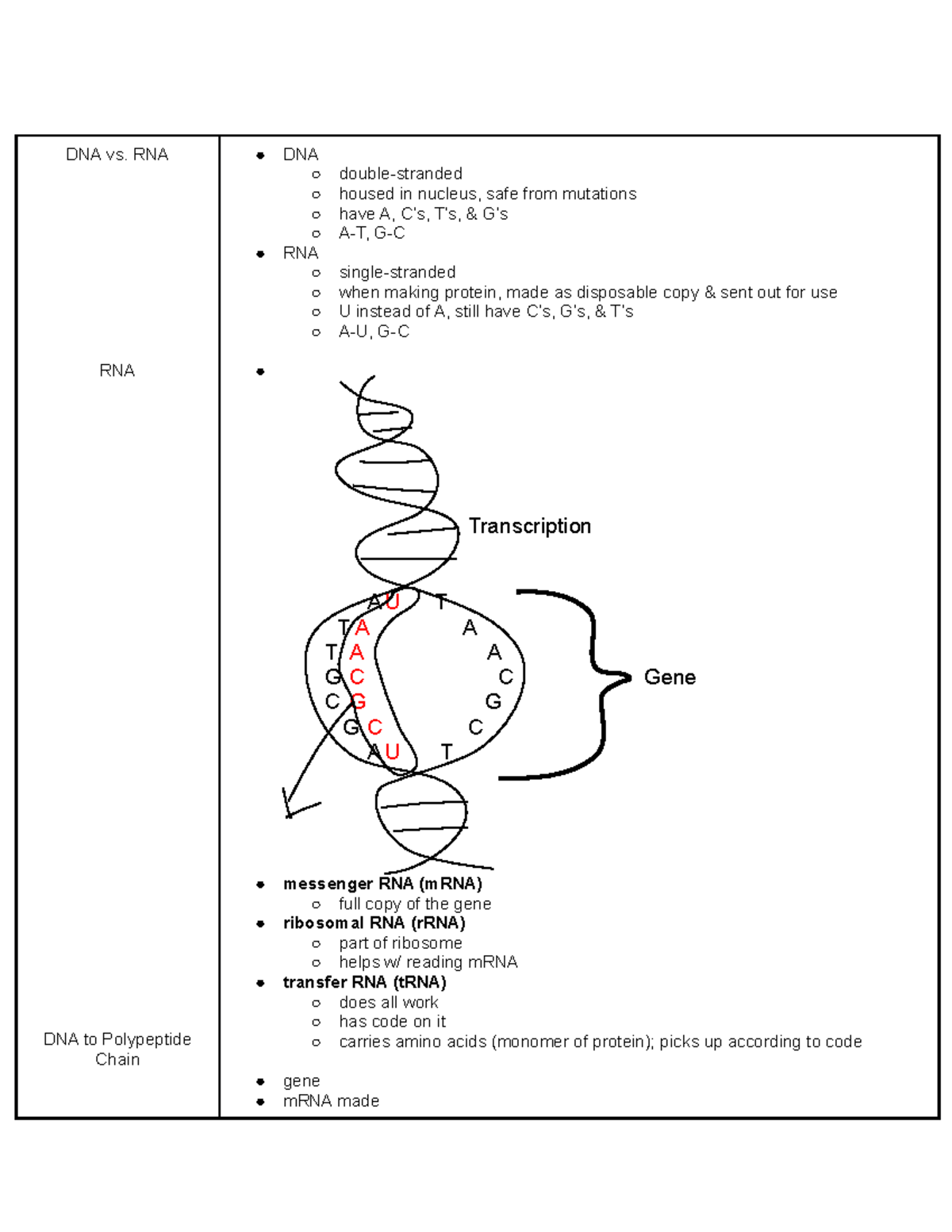 Dna Vs Rna Worksheet - Worksheet List