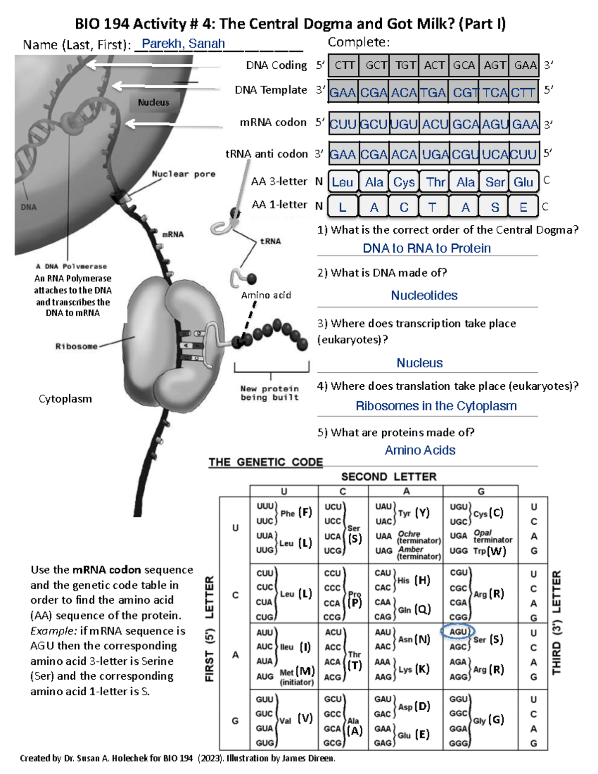 BIO 194 Activity #4 Part I - Created By Dr. Susan A. Holechek For BIO ...