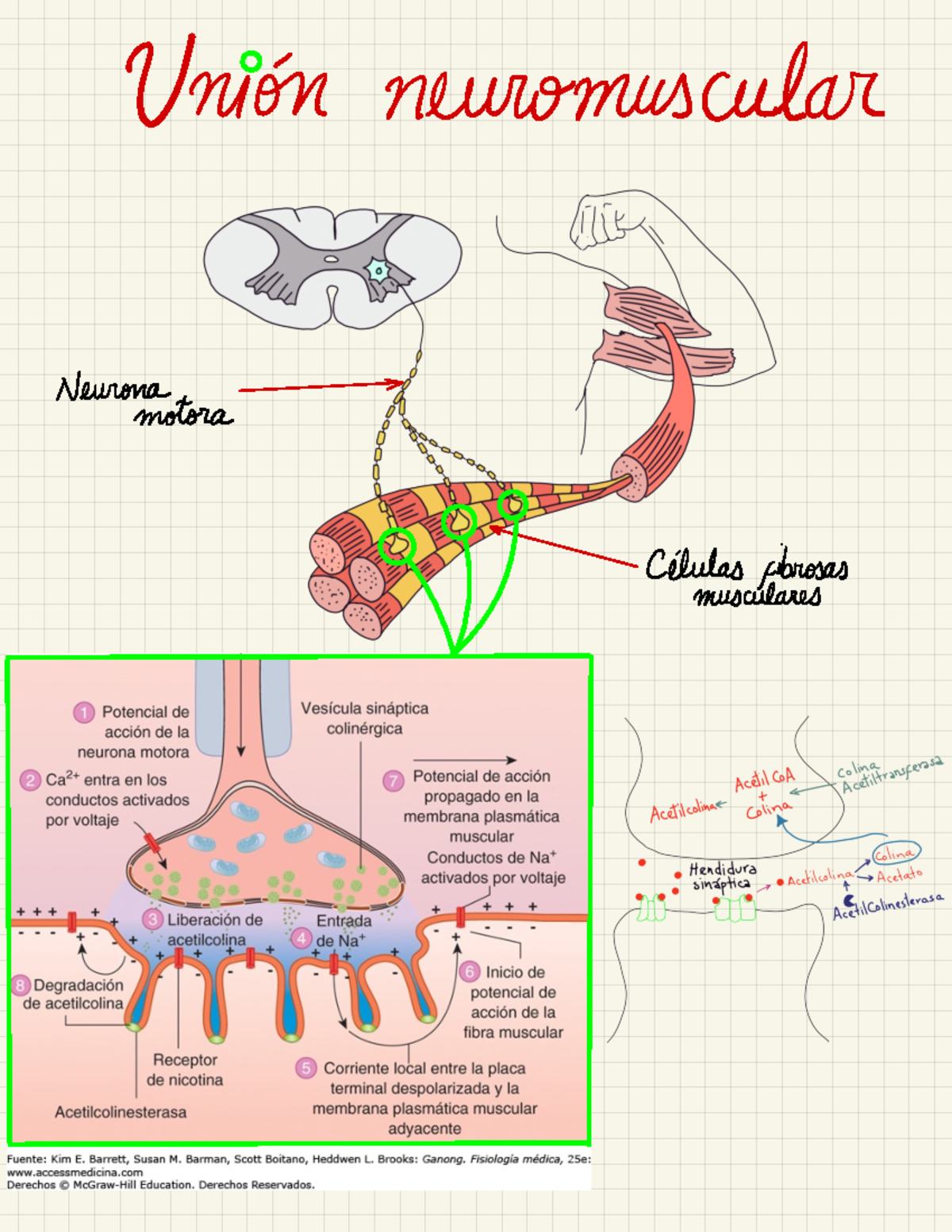 Fisiología Del Sistema Endocrino - Unión Neuromuscular Neuronoimotora ...