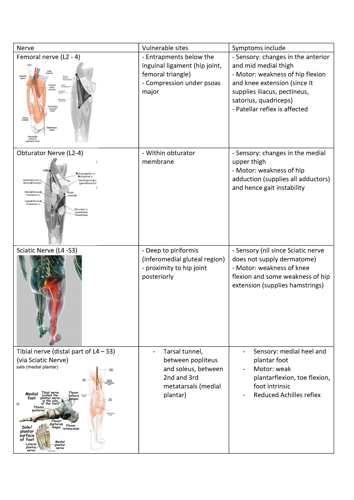 Nerve of Lower Limb Muscles - Nerve Vulnerable sites Symptoms include ...