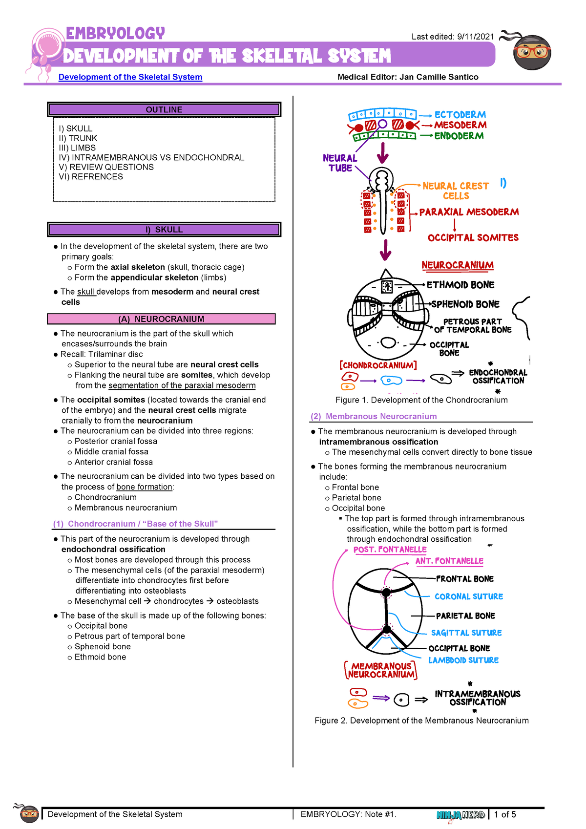 267 - Embryology Physiology] Development Of Skeletal System ...