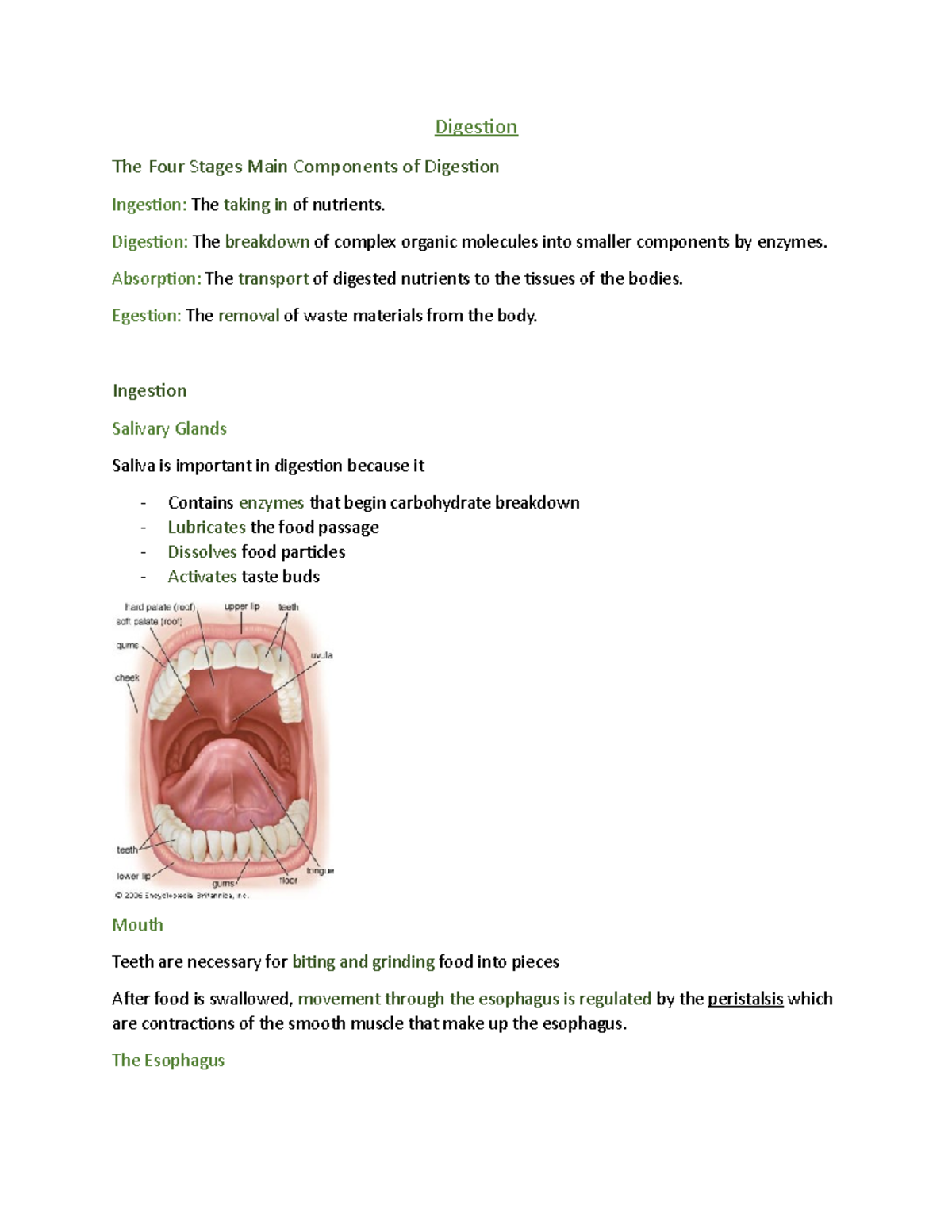 Digestive system digestion the four stages main components of 
