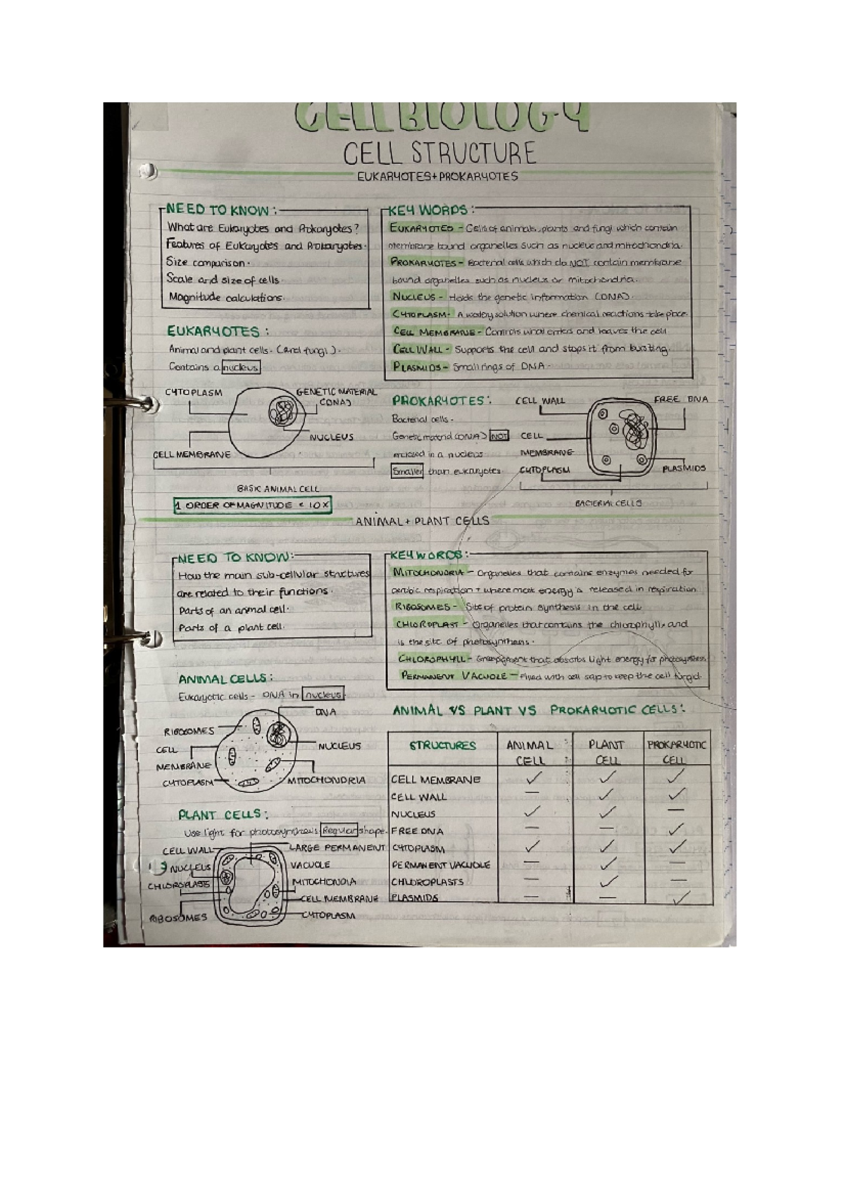 Cell Structure - Revision notes on Eukaryotes and Prokaryotes - Studocu