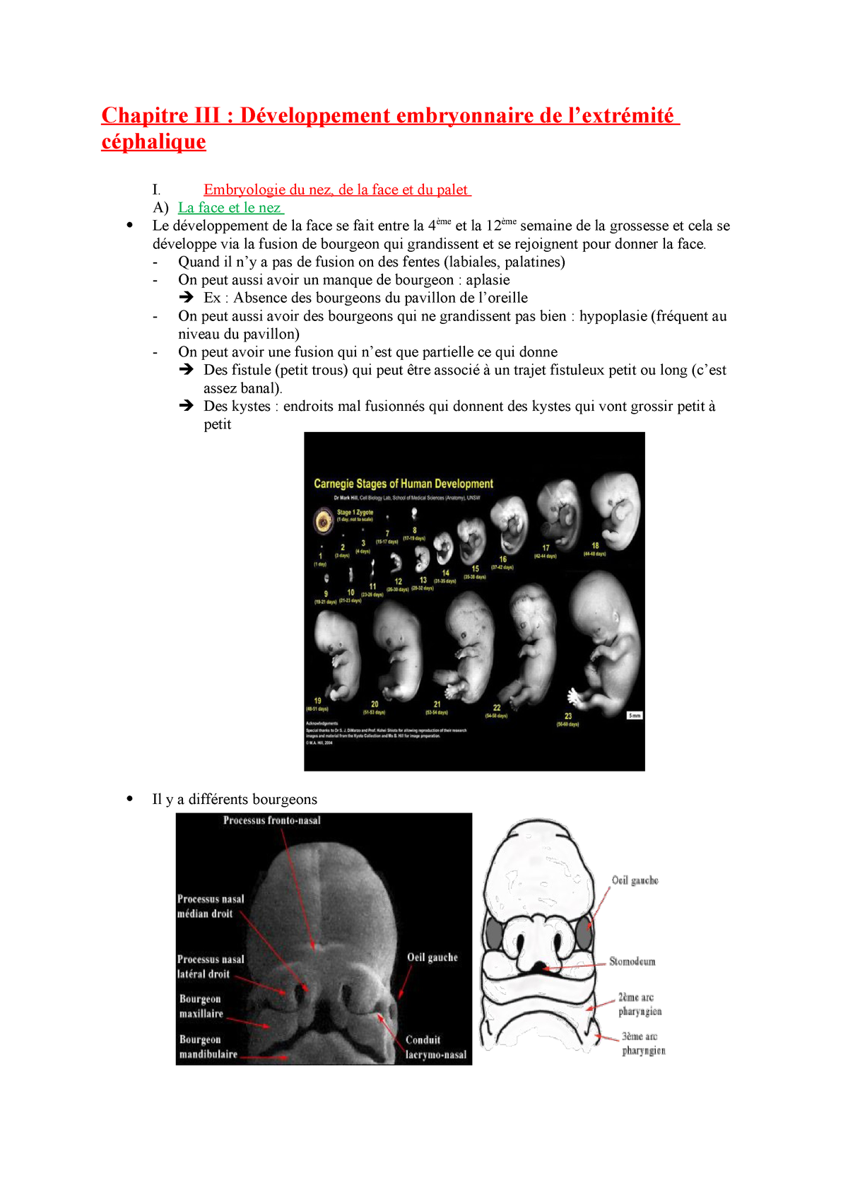 Chapitre 3 Developpement Embryonnaire De L Extremite Cephalique Studocu