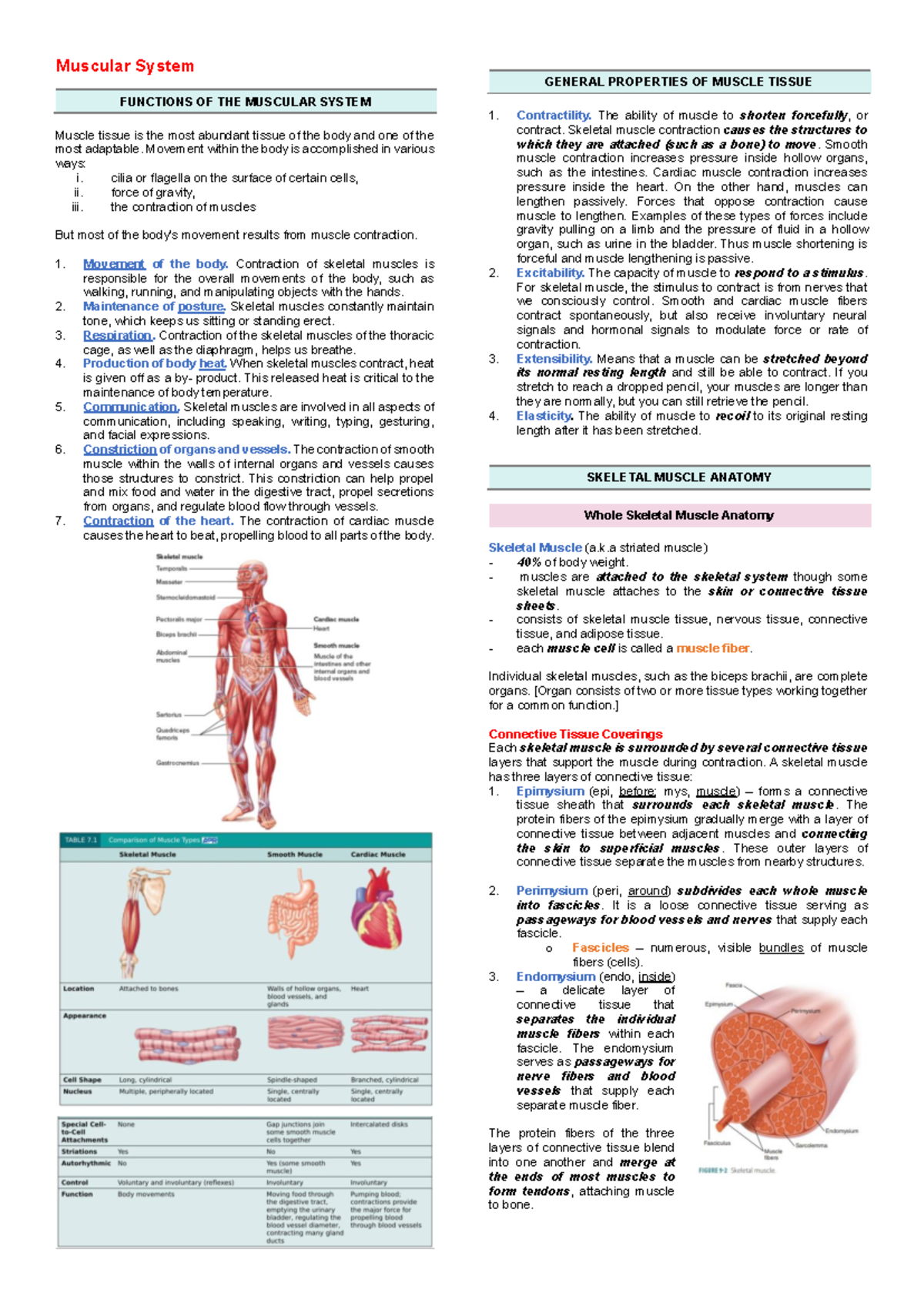 Chapter 7 Muscular System - Muscular System FUNCTIONS OF THE MUSCULAR ...