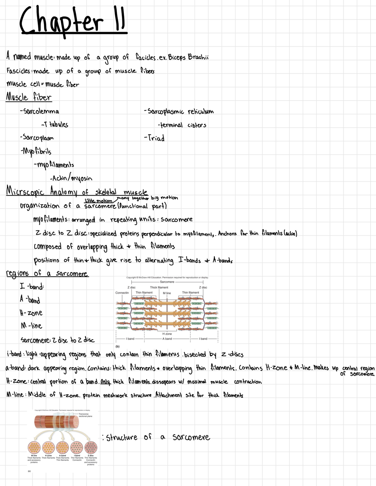 Biol Notes-23 - Anatomy And Physiology 1 Lecture Notes - BIOL221 - Studocu