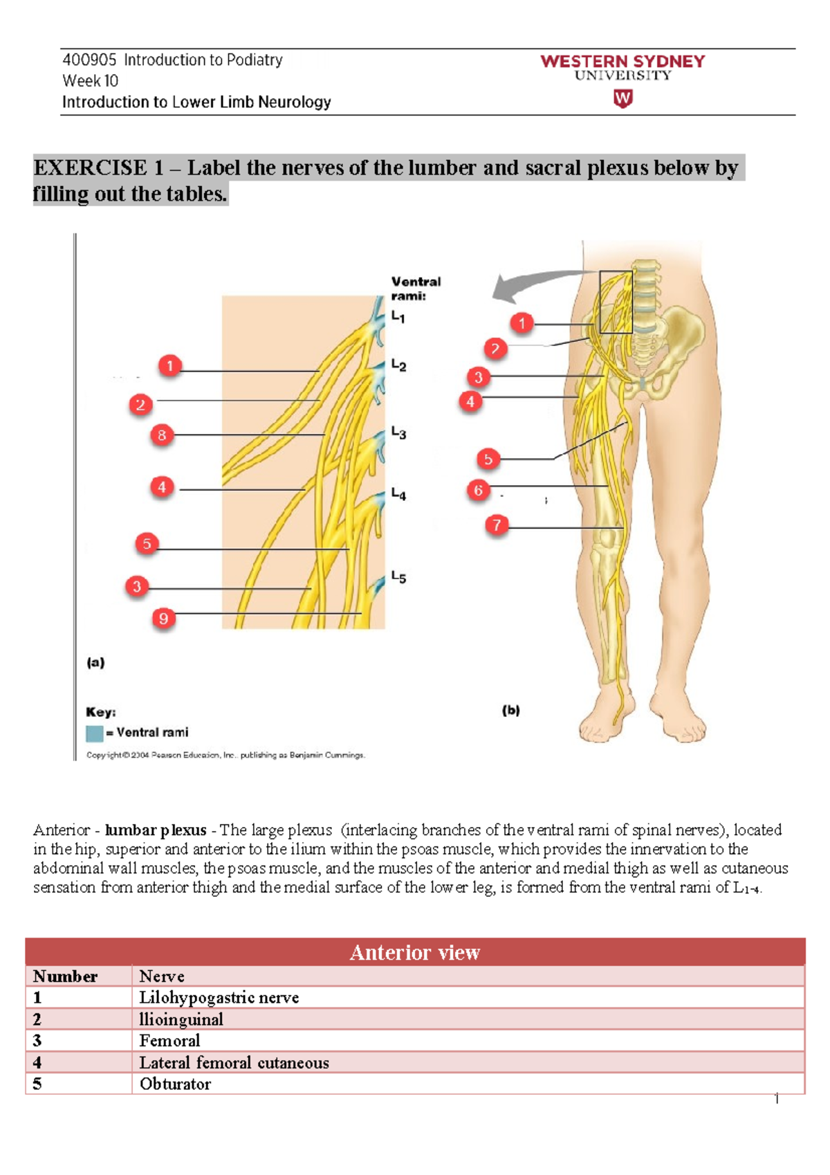 Nerve tutorial 1 EXERCISE 1 Label the nerves of the lumber and