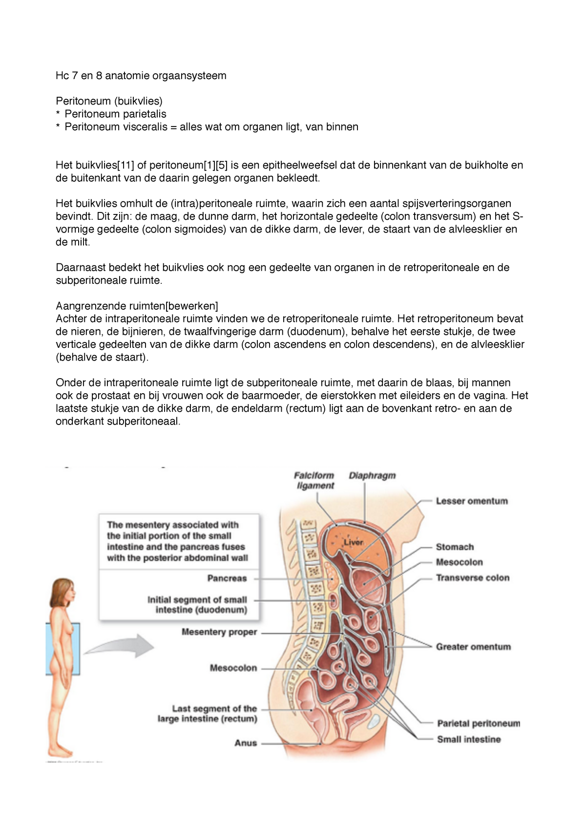 Hc Anatomie 7 En 8 - College-Aantekeningen 7 En 8 Deel 1 - ! Hc 7 En 8  Anatomie Orgaansysteem! ! - Studeersnel