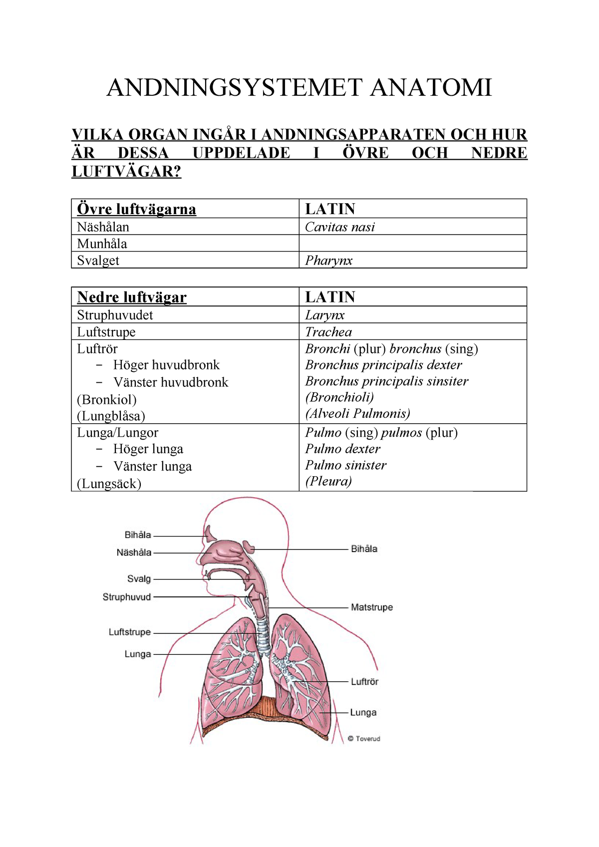 Andningsystemet Anatomi - 3OM317 - StuDocu