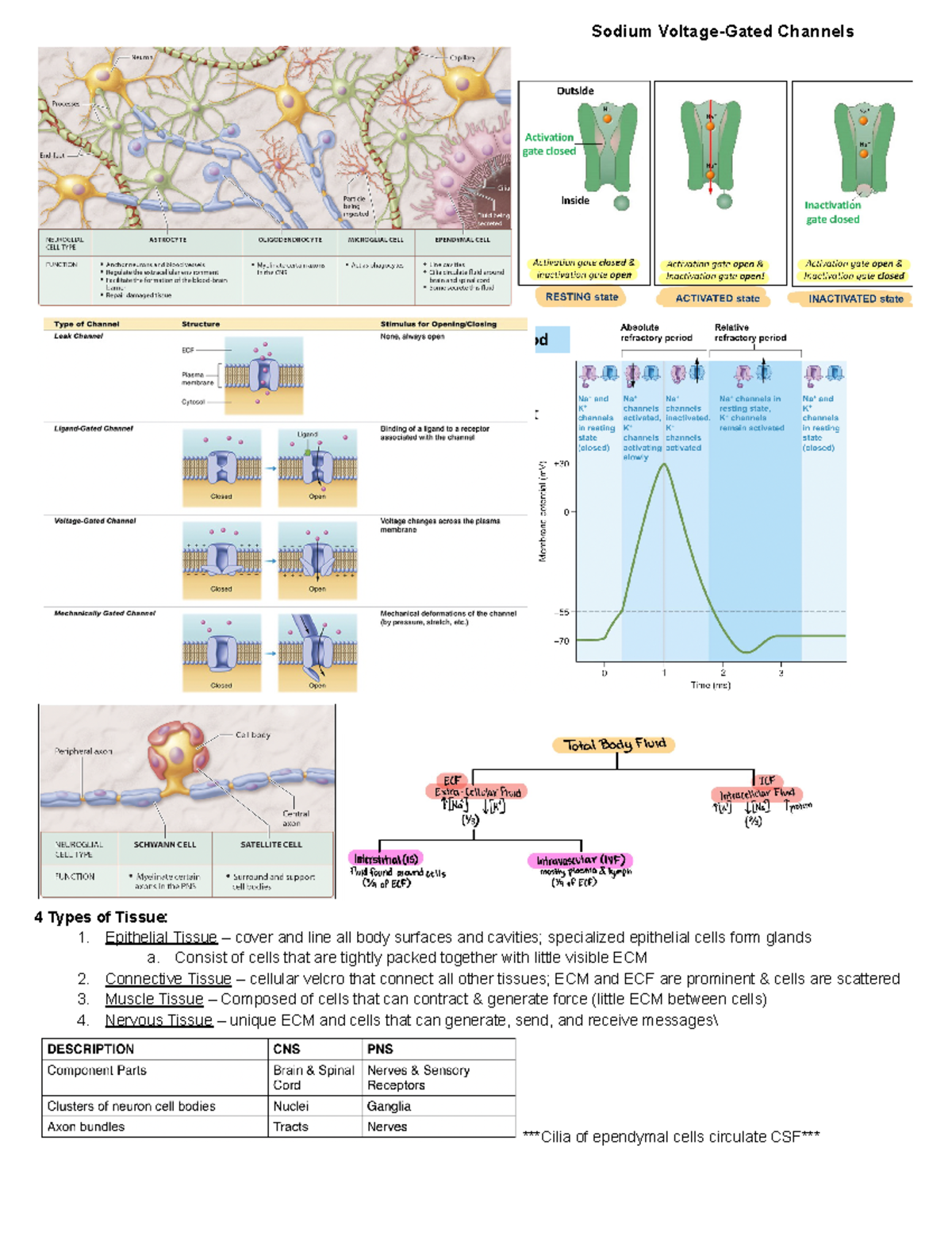 AP exam sheet 1 - Sodium Voltage-Gated Channels 4 Types of Tissue: 1 ...