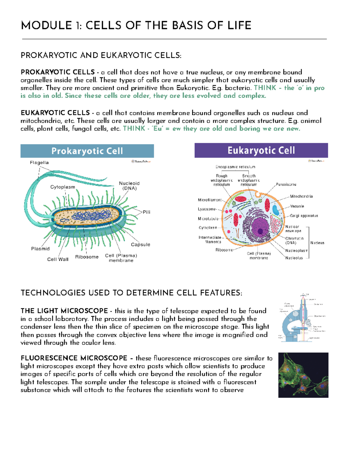 BIO - Syllabus Notes - MODULE 1: CELLS OF THE BASIS OF LIFE PROKARYOTIC ...