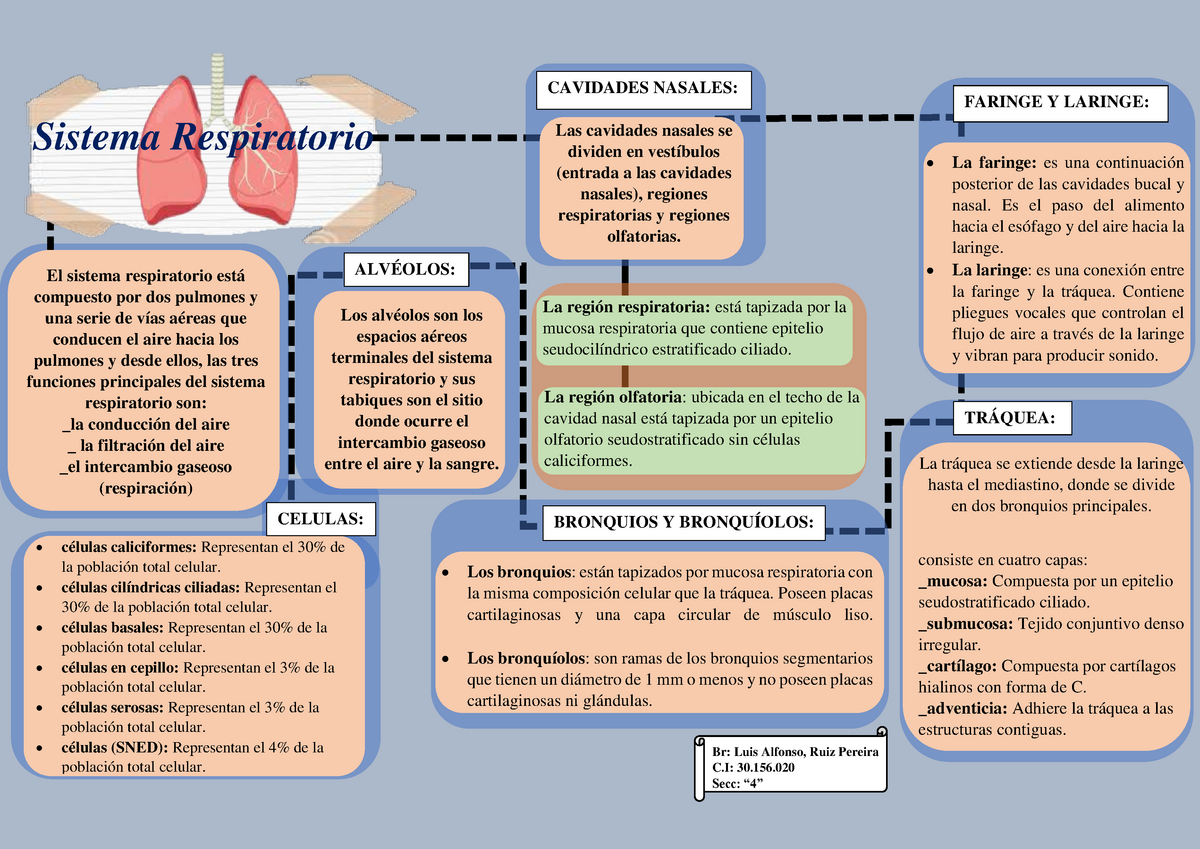 Mapa Conceptual Sistema Respiratorio Histologia Kulturaupice Sexiz Pix