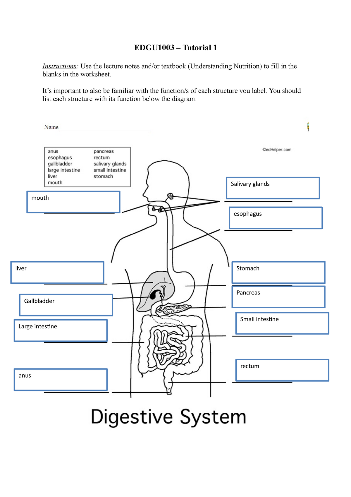 Digestive system and function worksheet - EDGU1003 – Tutorial 1 ...