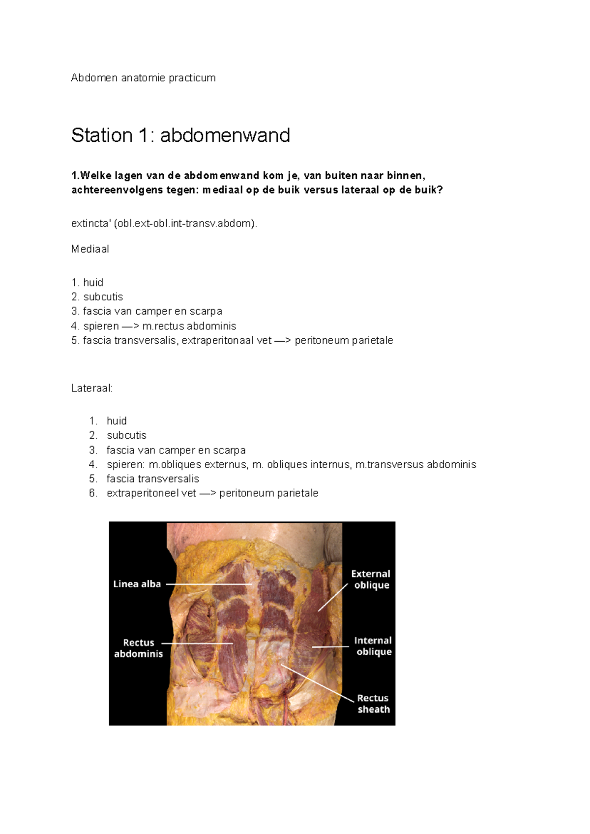 G&L abdomen 1 - Anatomie uitwerkingen - Abdomen anatomie practicum ...