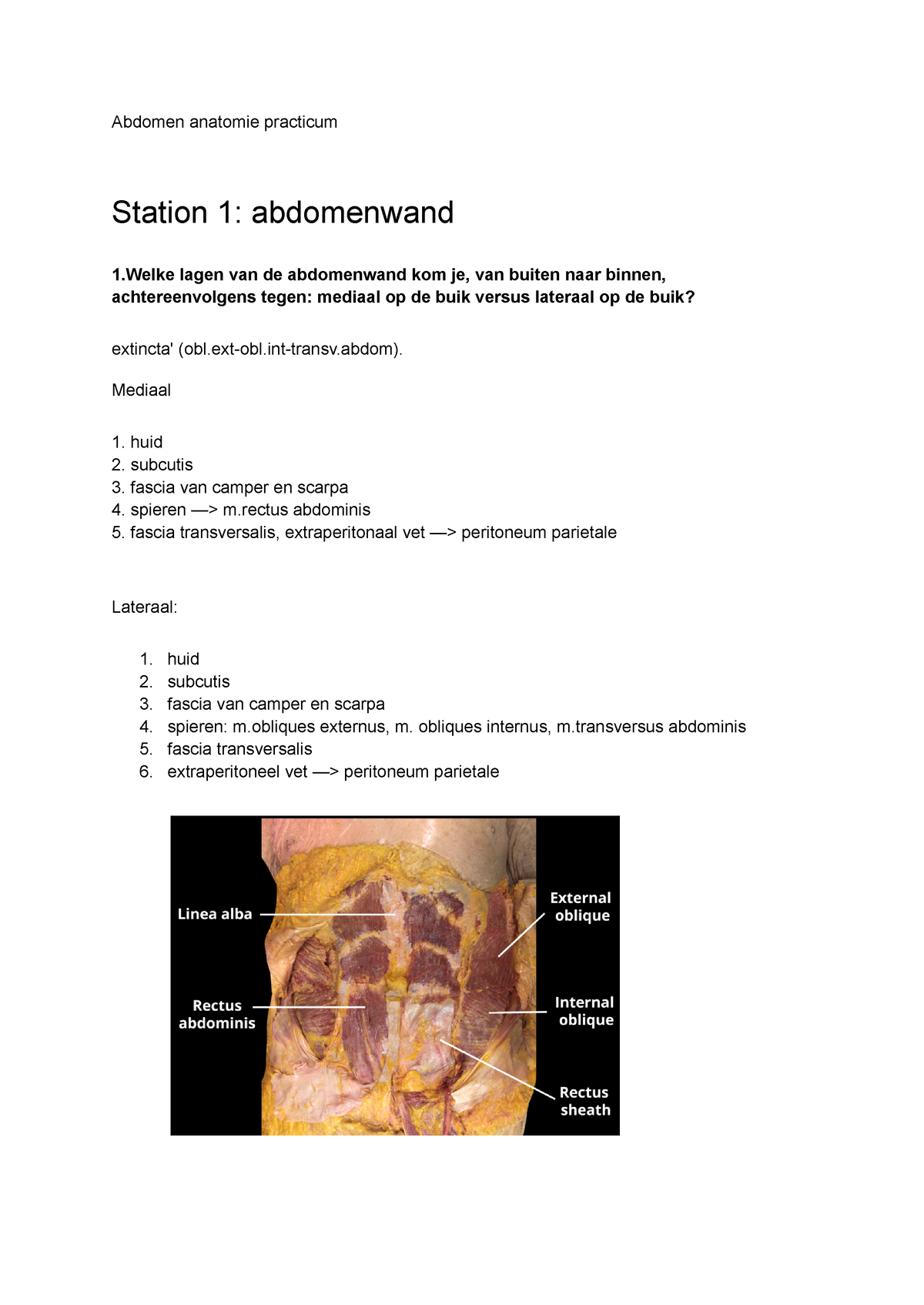 G&L Abdomen 1 - Anatomie Uitwerkingen - Abdomen Anatomie Practicum ...