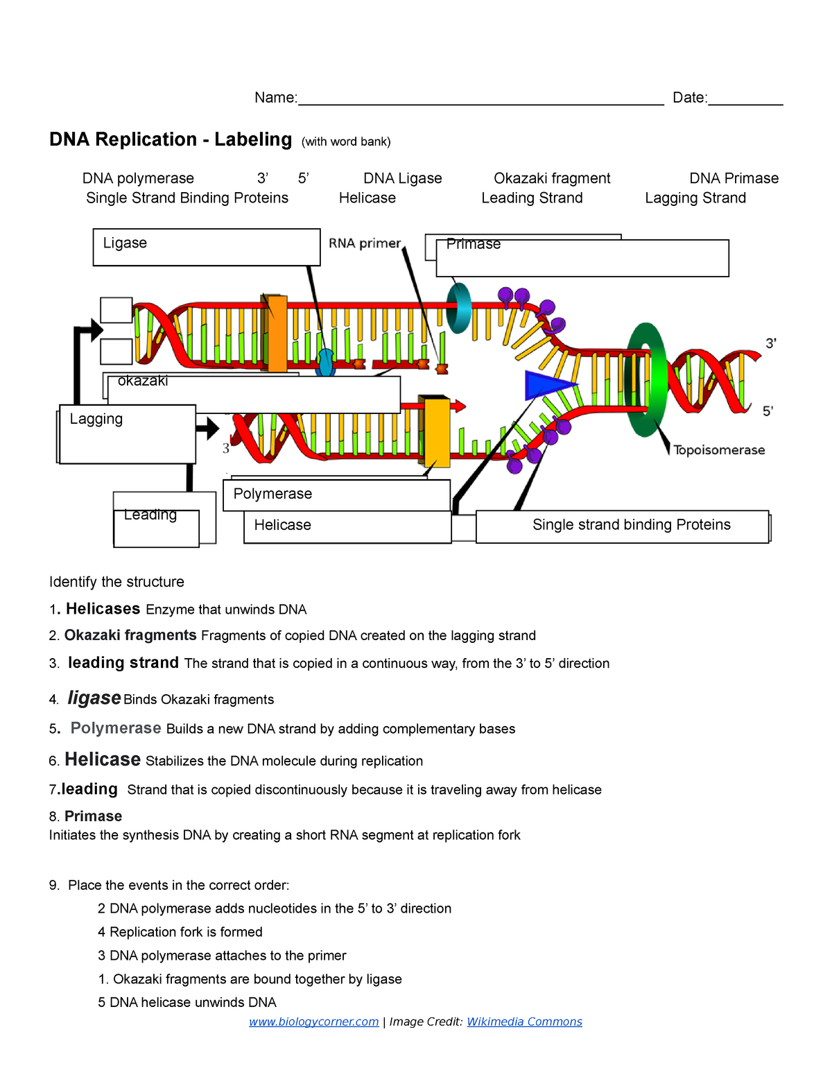 Copy of DNA Replication - Labeling 11 - Name: - StuDocu Throughout Dna And Replication Worksheet