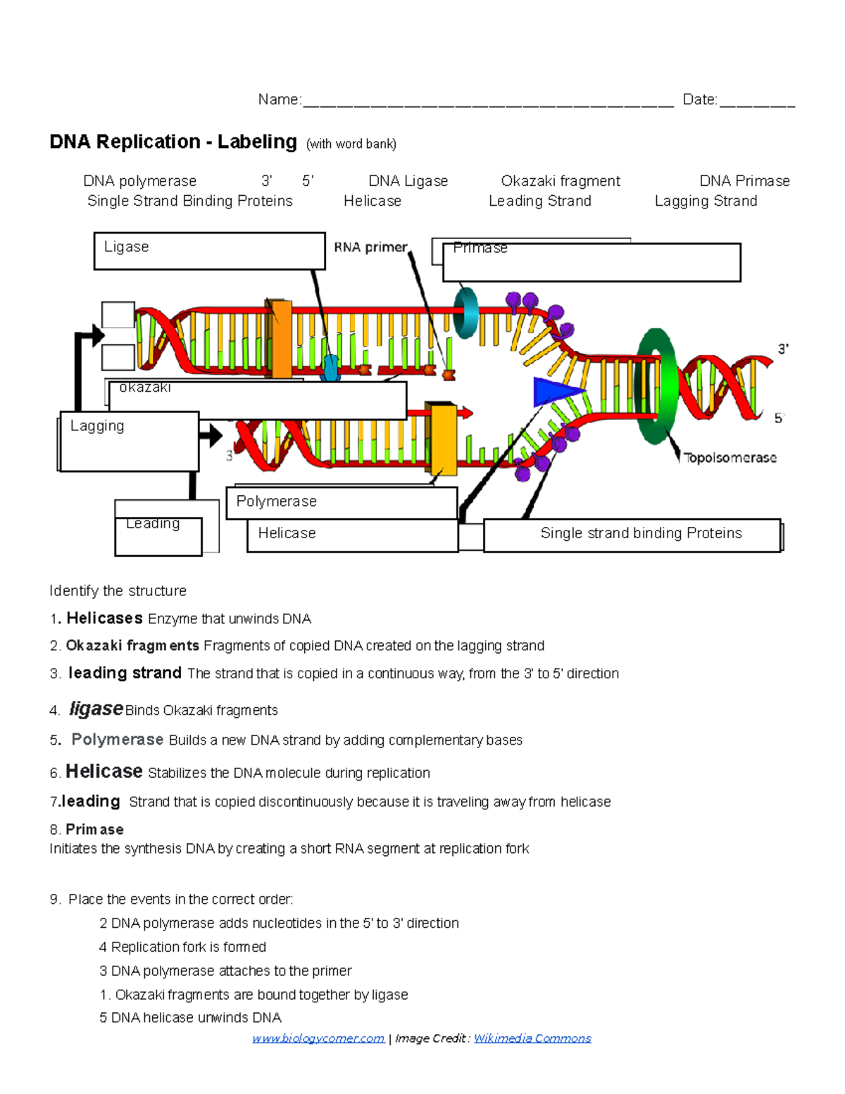 Dna Replication Worksheet Answer Key