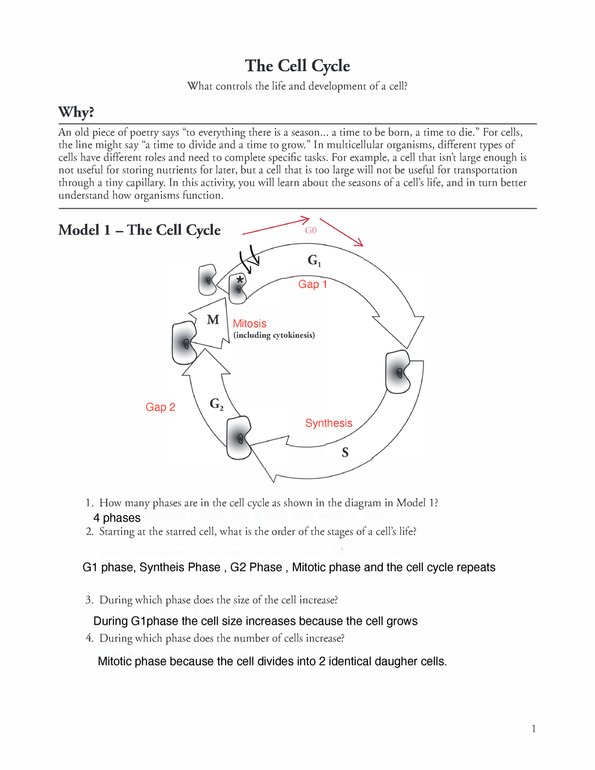 Cell Cycle Pogil Student Worksheet Fa2022 - What controls the life and ...