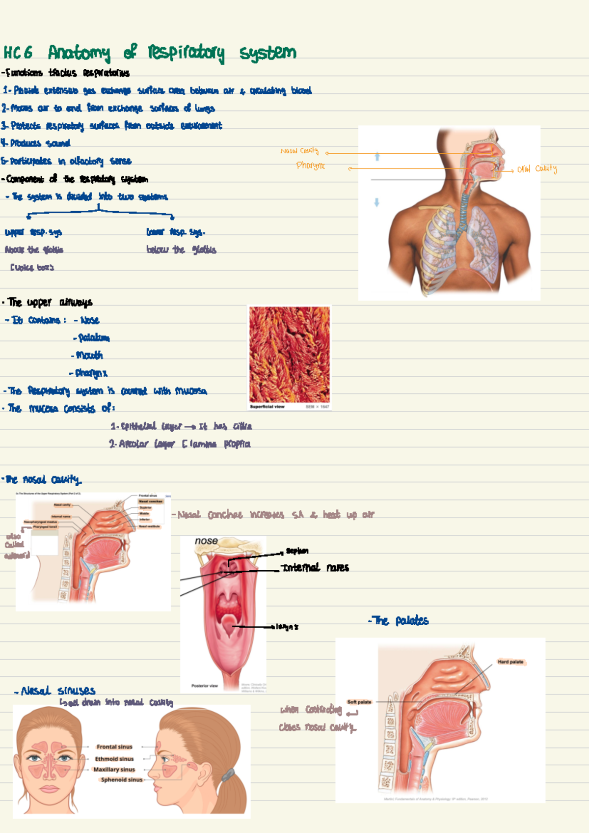 Anatomy of respiration - HCG Anatomy of respiratory system Functions ...