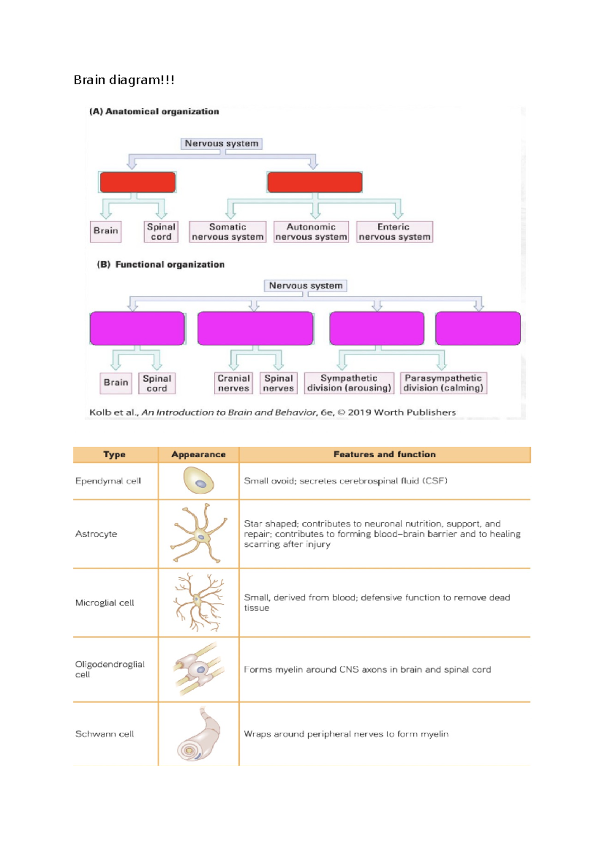 251 Exam Notes: Types of Neurons and Functions - PSY251 - Brain diagram ...