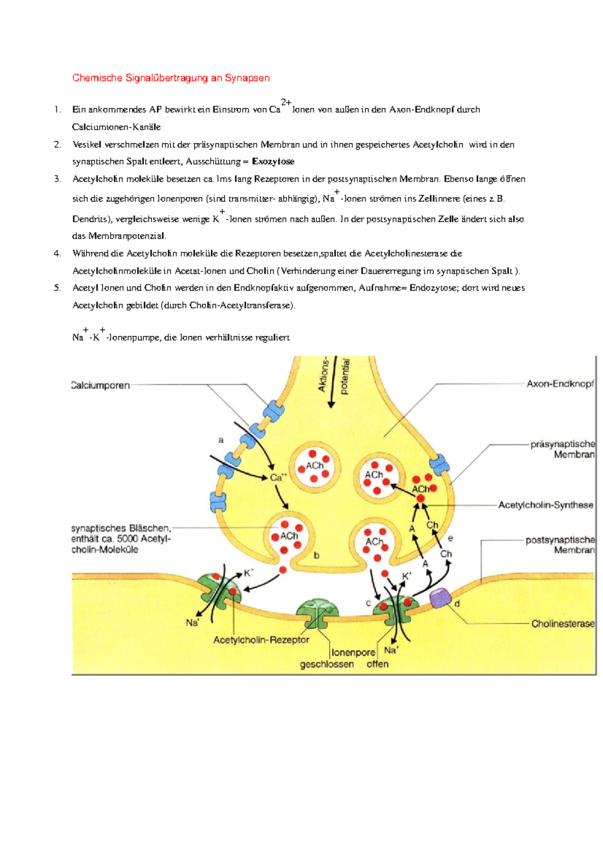 Erregungsübertragung An Der Synapse Arbeitsblatt Chemische Signalübertragung an Synapsen - Chemische Signalübertragung