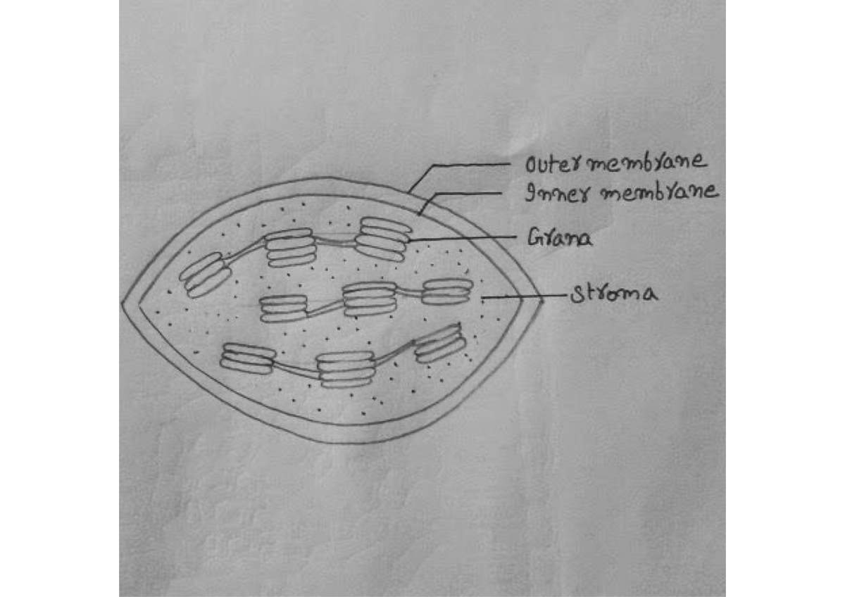 simple-genetics-practice-problems-watt-s-up-with-biology