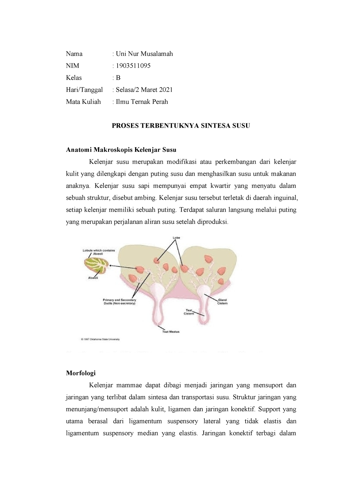 Uni Nur Musalamah 1903511095 Kelas B Tugas Ternak Perah - Nama : Uni ...