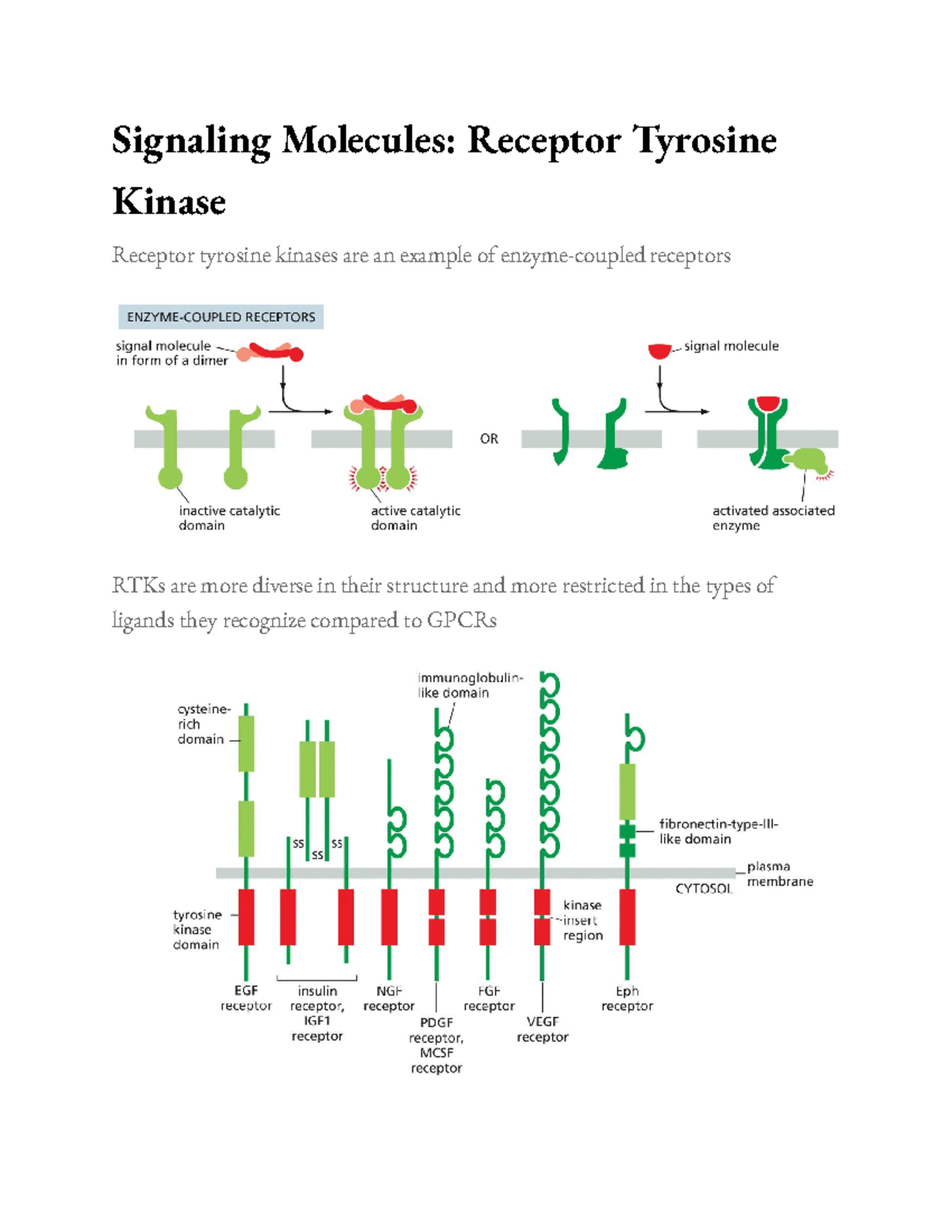 Signaling Molecules Receptor Tyrosine Kinase - Signaling Molecules ...