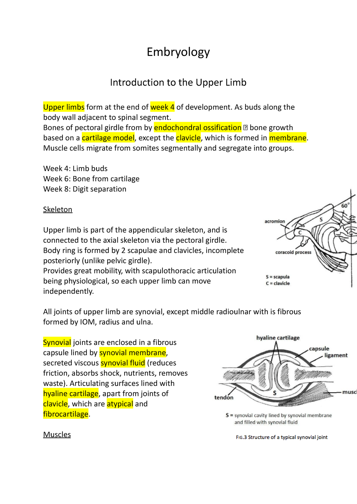 Embryology - 5tftgtggygfr - Embryology Introduction To The Upper Limb ...