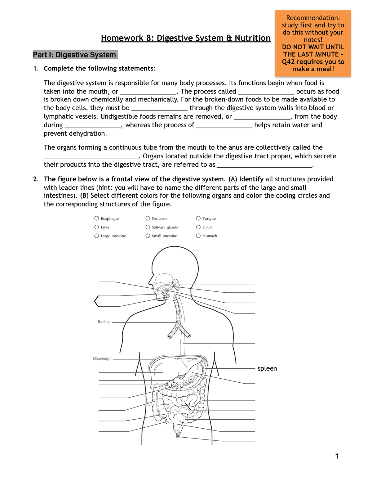 the digestive system homework